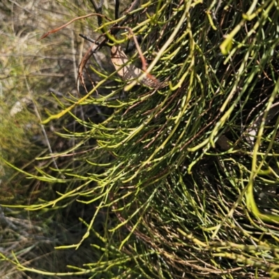 Omphacomeria acerba (Leafless Sour-bush) at QPRC LGA - 12 Nov 2023 by Csteele4