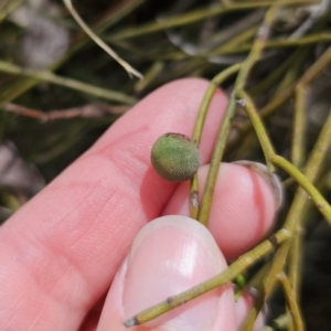 Omphacomeria acerba at QPRC LGA - 12 Nov 2023