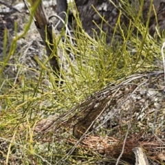 Omphacomeria acerba at QPRC LGA - 12 Nov 2023