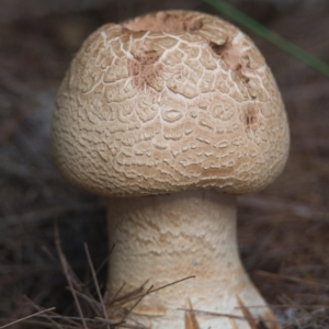 Amanita ochrophylla group at Brunswick Heads, NSW - 8 Nov 2023