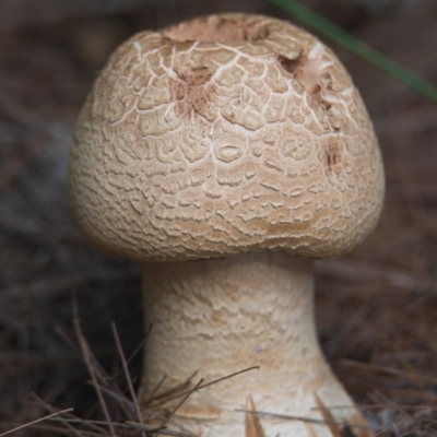 Amanita ochrophylla group at Brunswick Heads, NSW - 7 Nov 2023 by macmad