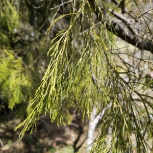 Exocarpos cupressiformis at QPRC LGA - 12 Nov 2023