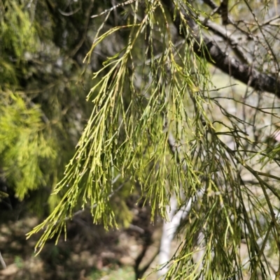 Exocarpos cupressiformis (Cherry Ballart) at Captains Flat, NSW - 12 Nov 2023 by Csteele4