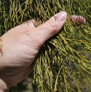 Exocarpos cupressiformis at QPRC LGA - 12 Nov 2023