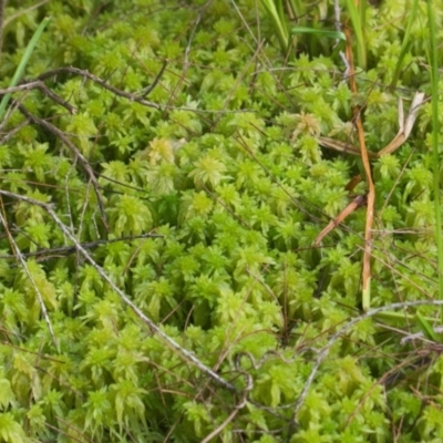 Unidentified Fern or Clubmoss at Brunswick Heads, NSW - 8 Nov 2023 by macmad