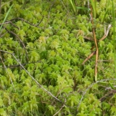 Unidentified Fern or Clubmoss at Brunswick Heads, NSW - 7 Nov 2023 by macmad