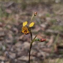 Diuris semilunulata (Late Leopard Orchid) at QPRC LGA - 12 Nov 2023 by Csteele4