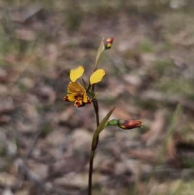 Diuris semilunulata (Late Leopard Orchid) at Captains Flat, NSW - 12 Nov 2023 by Csteele4