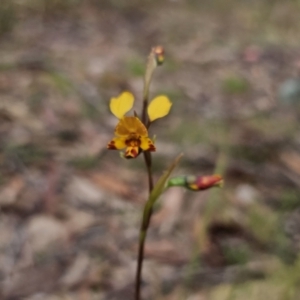 Diuris semilunulata at QPRC LGA - 12 Nov 2023