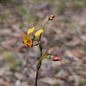 Diuris semilunulata at QPRC LGA - 12 Nov 2023