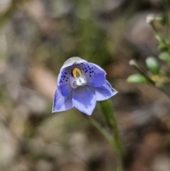 Thelymitra simulata (Graceful Sun-orchid) at QPRC LGA - 12 Nov 2023 by Csteele4
