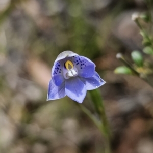 Thelymitra simulata at QPRC LGA - 12 Nov 2023