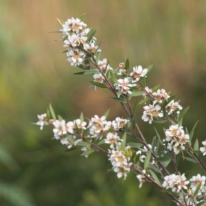 Leptospermum sp. at Brunswick Heads, NSW - 8 Nov 2023