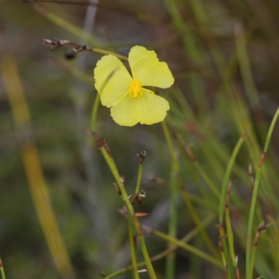Xyris sp. (Yellow Eye) at Brunswick Heads, NSW - 8 Nov 2023 by macmad