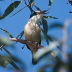 Todiramphus sanctus (Sacred Kingfisher) at Brunswick Heads, NSW - 8 Nov 2023 by macmad