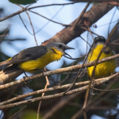 Eopsaltria australis (Eastern Yellow Robin) at Brunswick Heads, NSW - 8 Nov 2023 by macmad