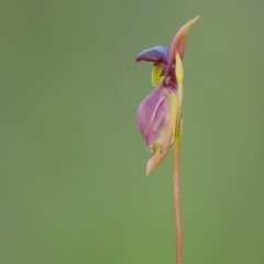 Caleana major (Large Duck Orchid) at Brunswick Heads, NSW - 8 Nov 2023 by macmad