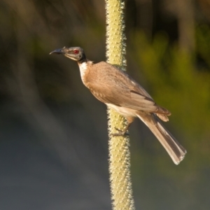 Philemon corniculatus at Brunswick Heads, NSW - 8 Nov 2023