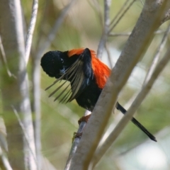 Malurus melanocephalus (Red-backed Fairywren) at Brunswick Heads, NSW - 9 Nov 2023 by macmad