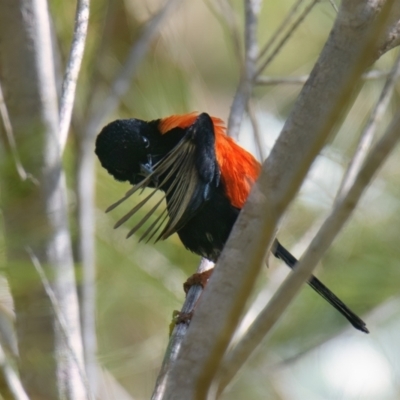 Malurus melanocephalus (Red-backed Fairywren) at Brunswick Heads, NSW - 9 Nov 2023 by macmad