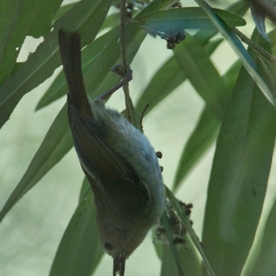 Sericornis magnirostra (Large-billed Scrubwren) at Brunswick Heads, NSW - 9 Nov 2023 by macmad