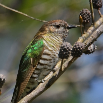 Chrysococcyx lucidus (Shining Bronze-Cuckoo) at Brunswick Heads, NSW - 9 Nov 2023 by macmad