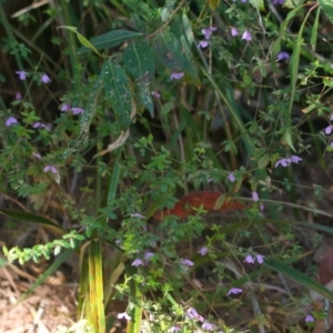 Tetratheca thymifolia at Brunswick Heads, NSW - 9 Nov 2023