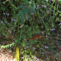 Tetratheca thymifolia (Black-eyed Susan) at Brunswick Heads, NSW - 9 Nov 2023 by macmad