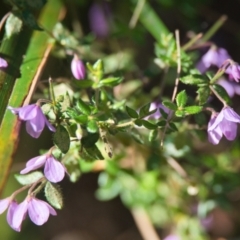 Tetratheca thymifolia at Brunswick Heads, NSW - 9 Nov 2023