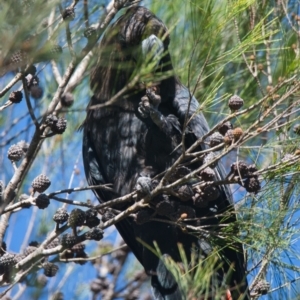 Calyptorhynchus lathami lathami at Brunswick Heads, NSW - 9 Nov 2023