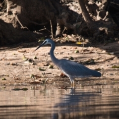 Egretta novaehollandiae (White-faced Heron) at Brunswick Heads, NSW - 9 Nov 2023 by macmad