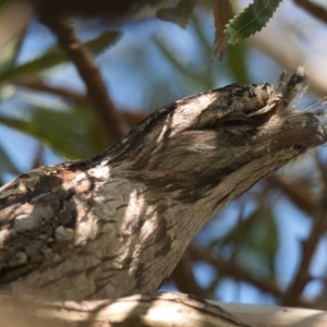 Podargus strigoides at Brunswick Heads, NSW - 9 Nov 2023