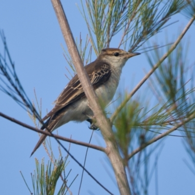 Lalage tricolor (White-winged Triller) at Brunswick Heads, NSW - 9 Nov 2023 by macmad