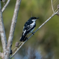 Lalage tricolor (White-winged Triller) at Brunswick Heads, NSW - 9 Nov 2023 by macmad