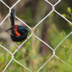 Malurus melanocephalus (Red-backed Fairywren) at Brunswick Heads, NSW - 9 Nov 2023 by macmad