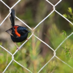 Malurus melanocephalus at Brunswick Heads, NSW - 9 Nov 2023