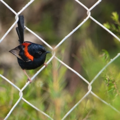 Malurus melanocephalus (Red-backed Fairywren) at Brunswick Heads, NSW - 9 Nov 2023 by macmad