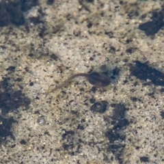 Unverified Frog at Brunswick Heads, NSW - 9 Nov 2023 by macmad