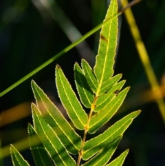 Unidentified Fern or Clubmoss at Brunswick Heads, NSW - 9 Nov 2023 by macmad