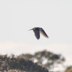 Elanus axillaris at Brunswick Heads, NSW - 9 Nov 2023 06:03 PM