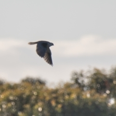 Elanus axillaris at Brunswick Heads, NSW - 9 Nov 2023