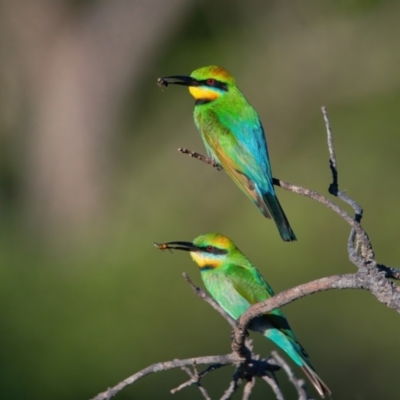 Merops ornatus (Rainbow Bee-eater) at Brunswick Heads, NSW - 9 Nov 2023 by macmad