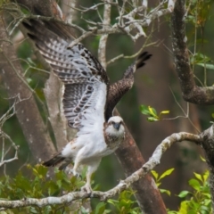 Pandion haliaetus (Osprey) at Brunswick Heads, NSW - 10 Nov 2023 by macmad