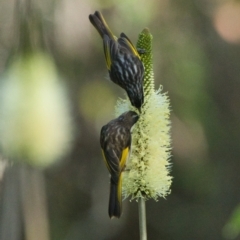 Phylidonyris niger (White-cheeked Honeyeater) at Brunswick Heads, NSW - 28 Oct 2023 by macmad