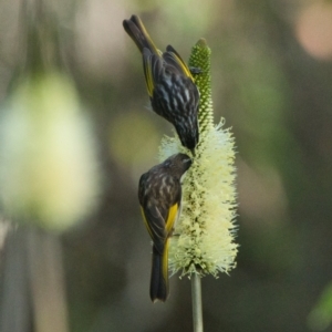 Phylidonyris niger at Brunswick Heads, NSW - 28 Oct 2023 07:45 AM