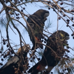 Calyptorhynchus lathami (Glossy Black-Cockatoo) at Brunswick Heads, NSW - 27 Oct 2023 by macmad