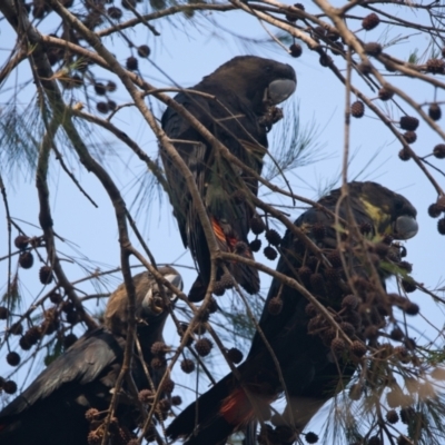 Calyptorhynchus lathami (Glossy Black-Cockatoo) at Brunswick Heads, NSW - 27 Oct 2023 by macmad