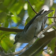 Colluricincla harmonica (Grey Shrikethrush) at Brunswick Heads, NSW - 28 Oct 2023 by macmad