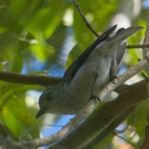 Colluricincla harmonica at Brunswick Heads, NSW - 28 Oct 2023 08:23 AM