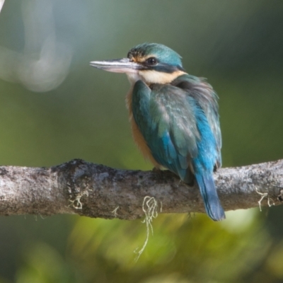 Todiramphus sanctus (Sacred Kingfisher) at Brunswick Heads, NSW - 27 Oct 2023 by macmad